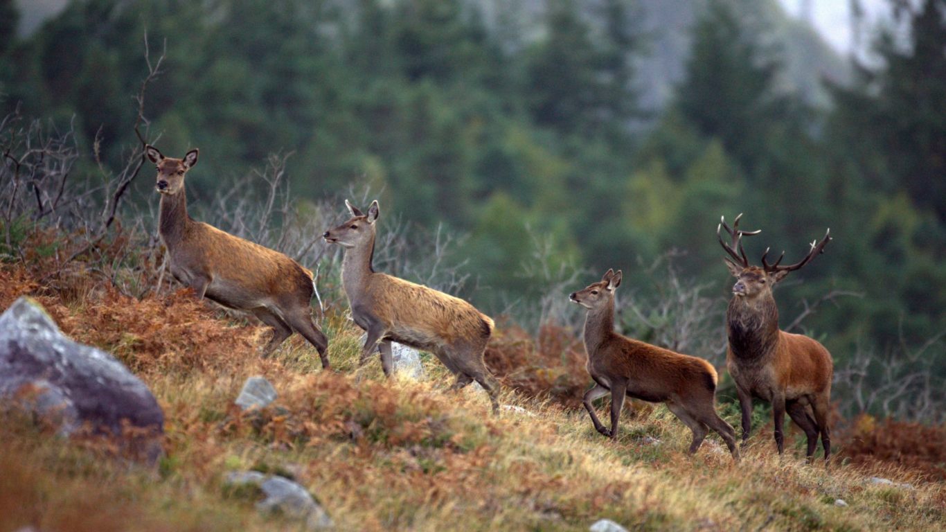 red_stag_rutting_season315_july_2013_72-1